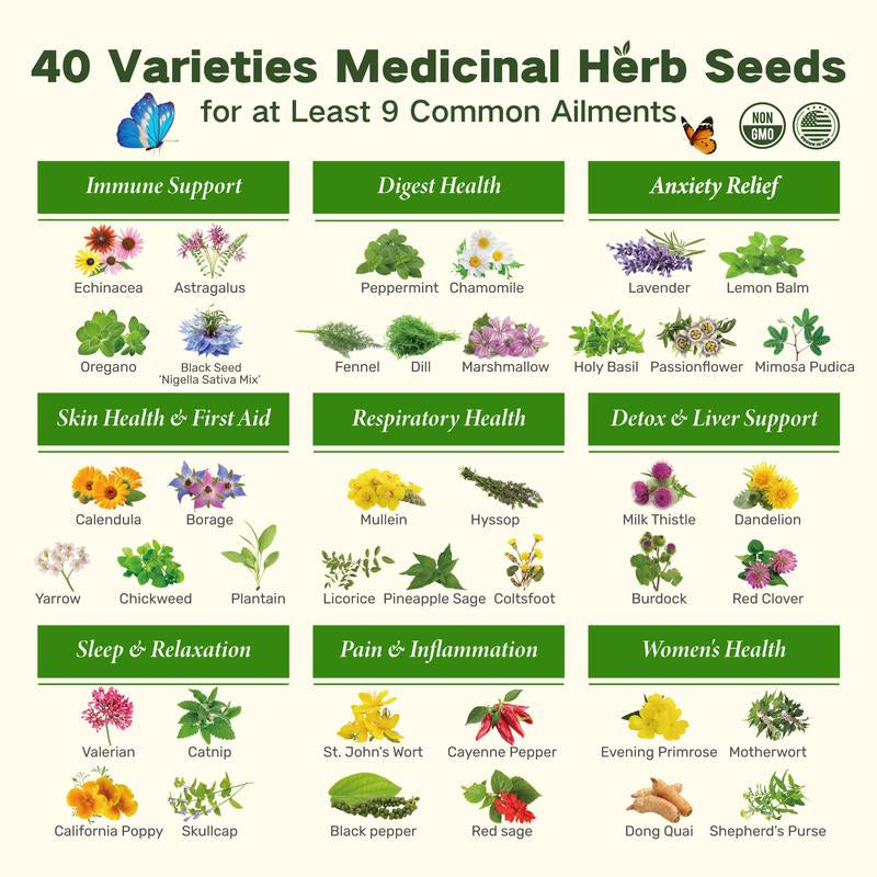 LUSH&DEW the Forgotten Apothecary Seed Chest - 40 Varieties of Non-Gmo Medicinal Herb Seeds in Elegant Wooden Display Box for Gardening Enthusiasts